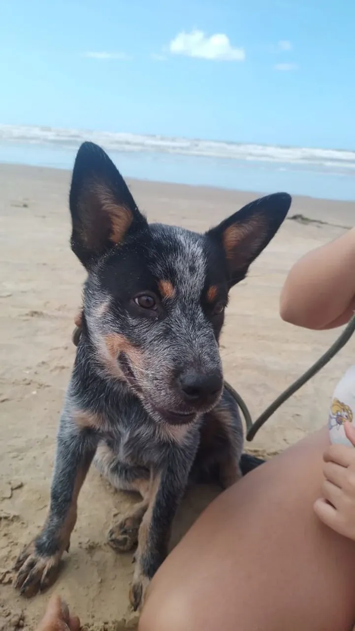 Filhote de Boiadeiro Australiano