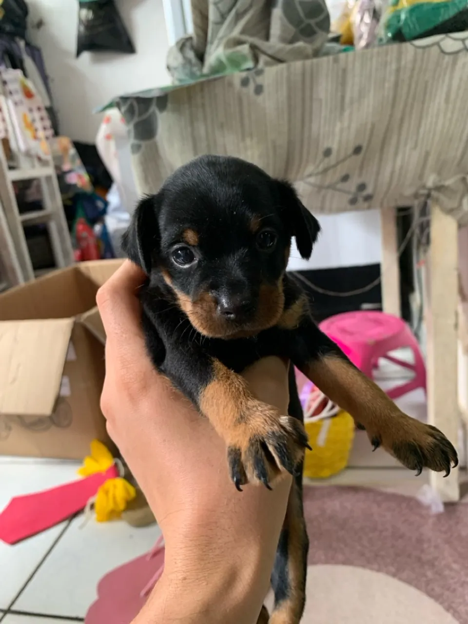 Filhote de Pinscher