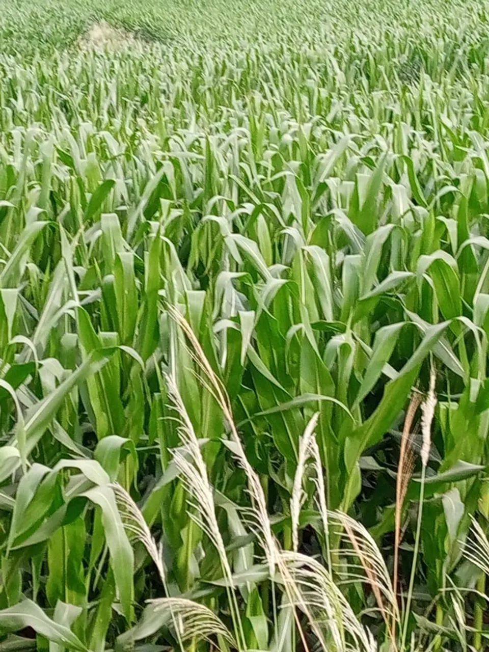 Fazenda 60 alqueiro 