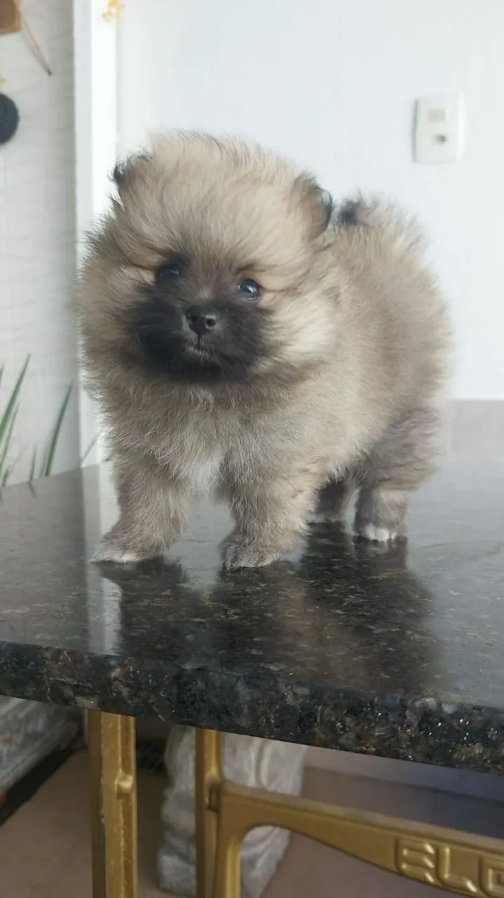 Vende-se filhote de Spitz Alemão