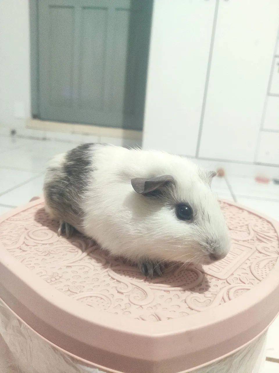 Porquinhos da índia  - Foto 4