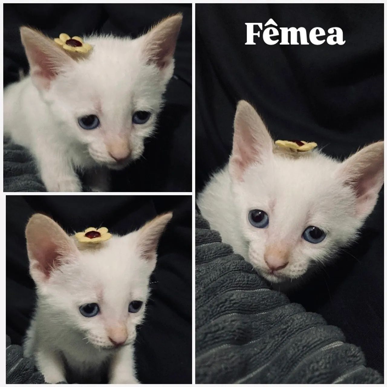 DOAÇÃO DE GATINHOS - Foto 4