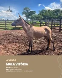 BURRO VITORIA