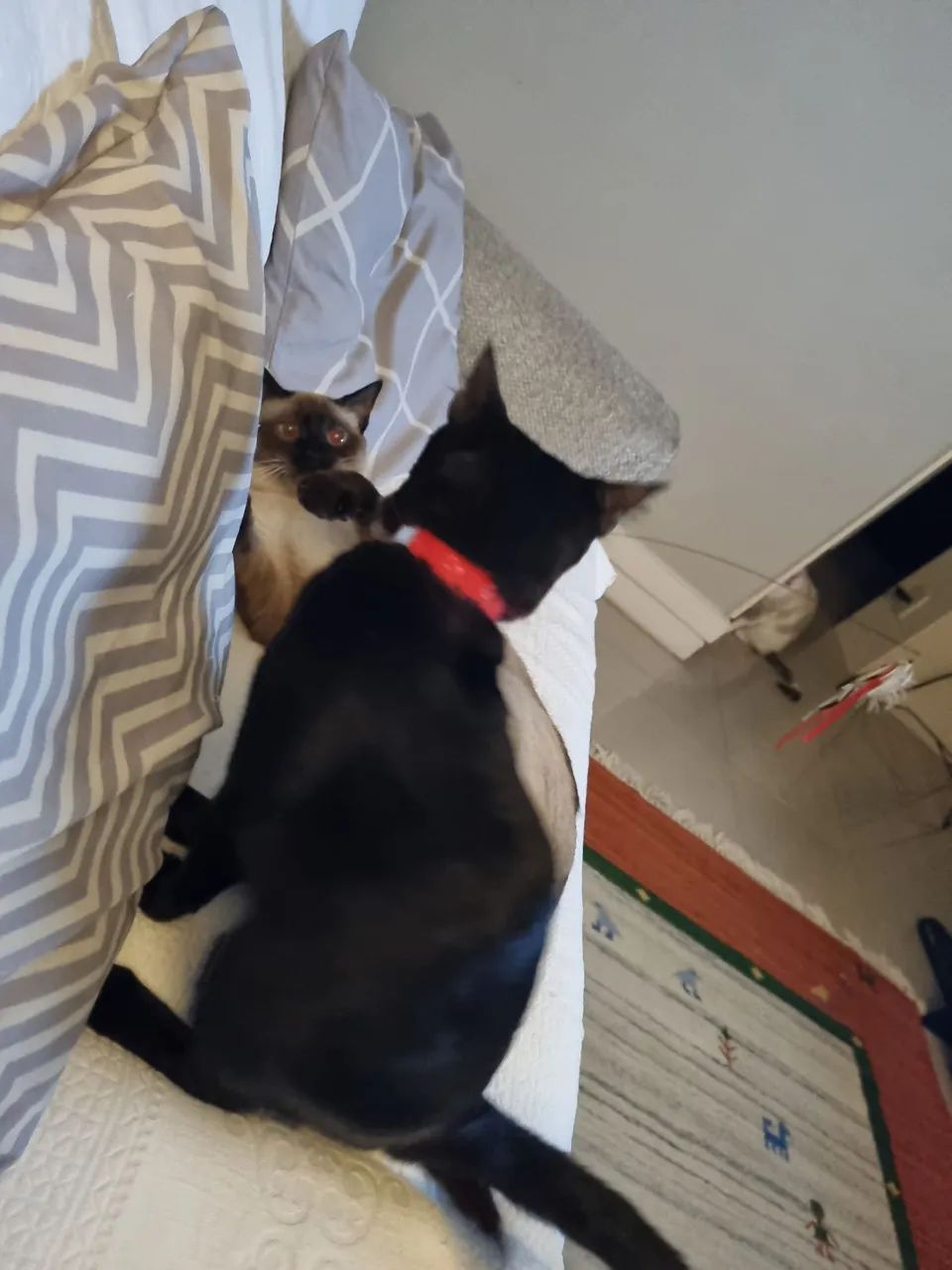 Doação de casal castrado de gatos. - Foto 6