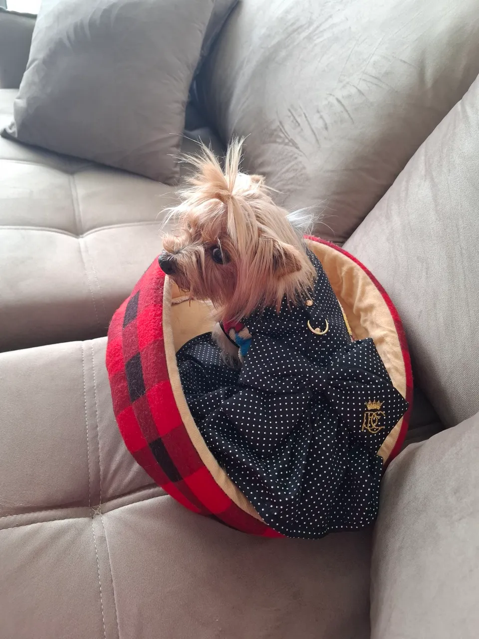 Yorkshire Terrier Charmoso