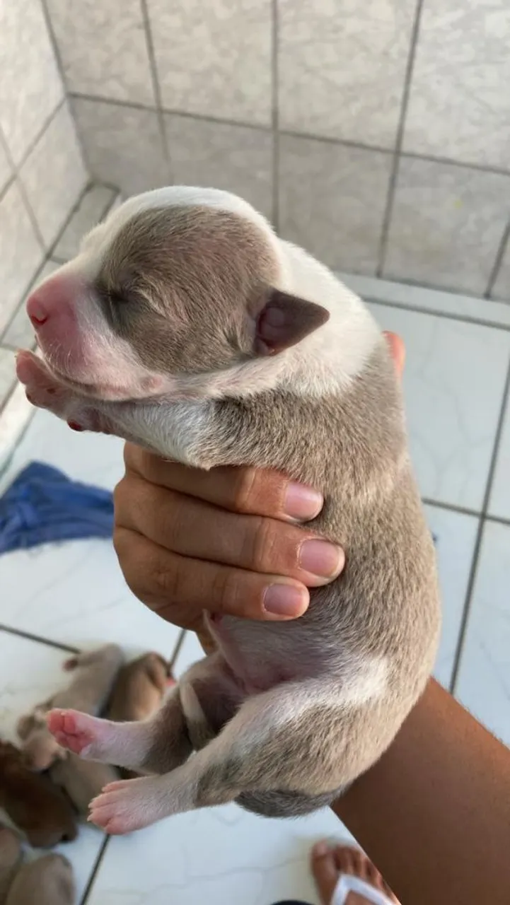 Filhote de Pitbull original