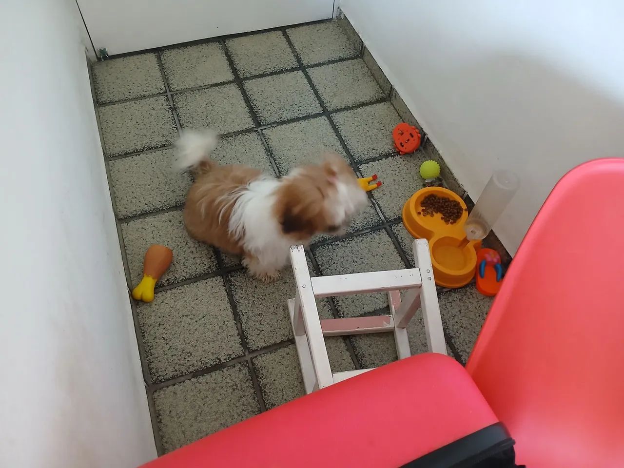 Shih Tzu Fofo para adoção - Foto 2