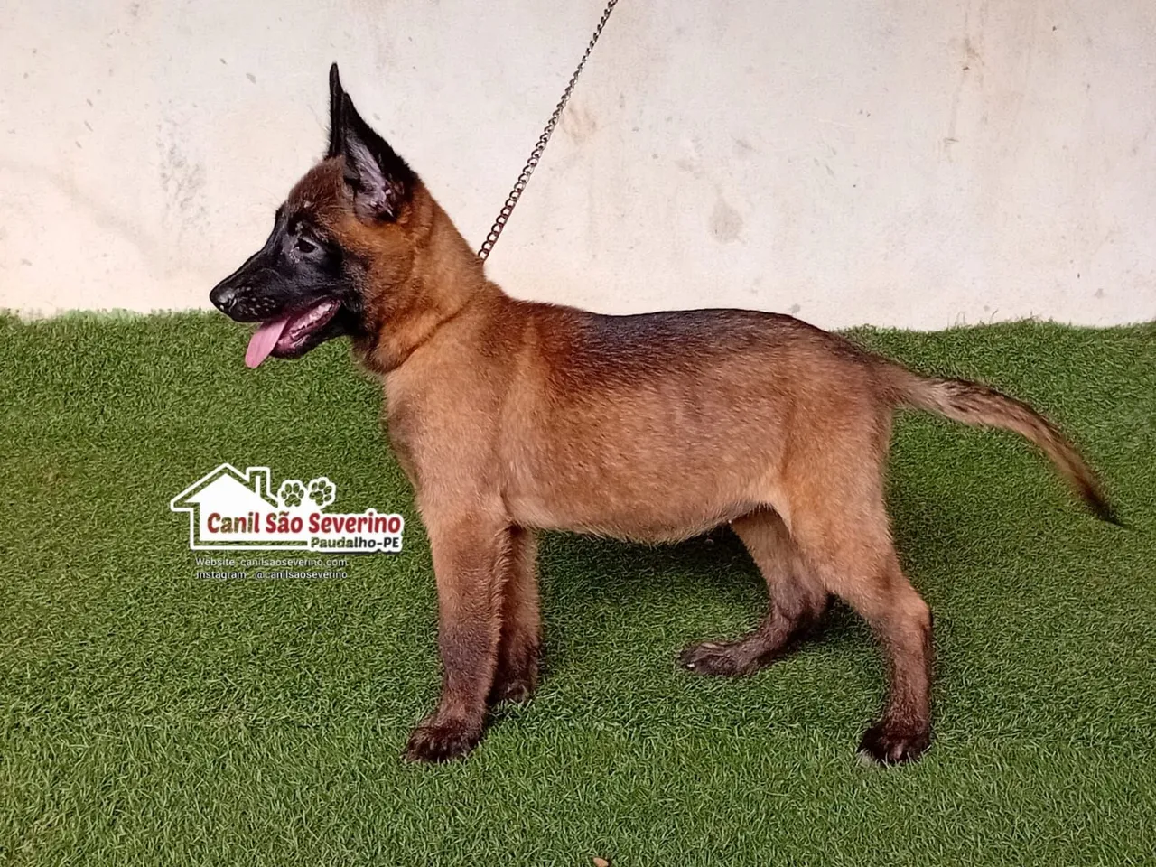 Filhote de Pastor Belga Malinois
