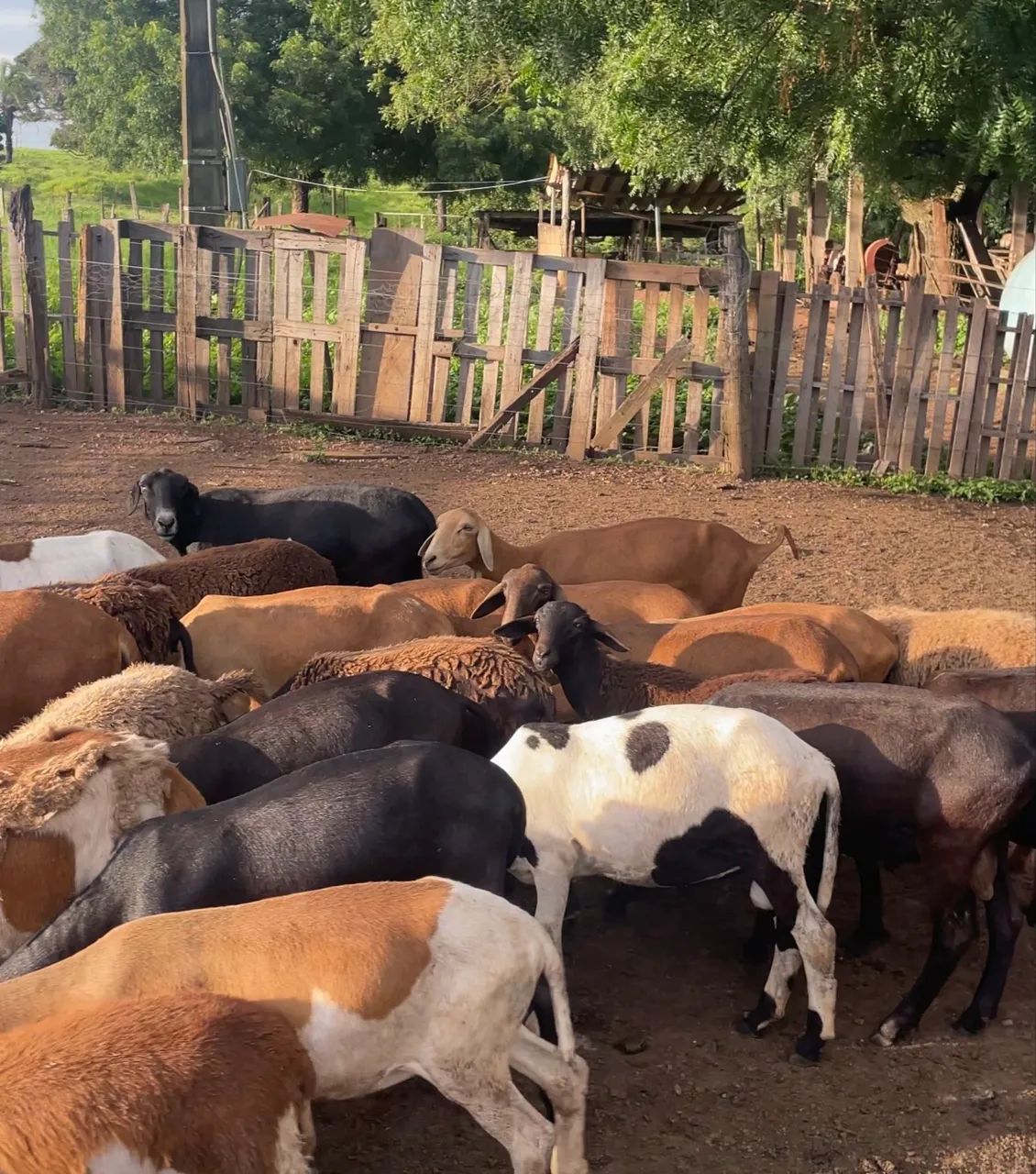Carneiro, ovelha, carneira, cordeiro, borrego. - Foto 2