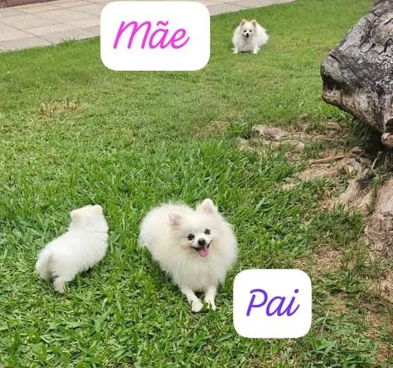 Filhote de Spitz Alemão anão, ursinho!!Leia todo anúncio! - Foto 5