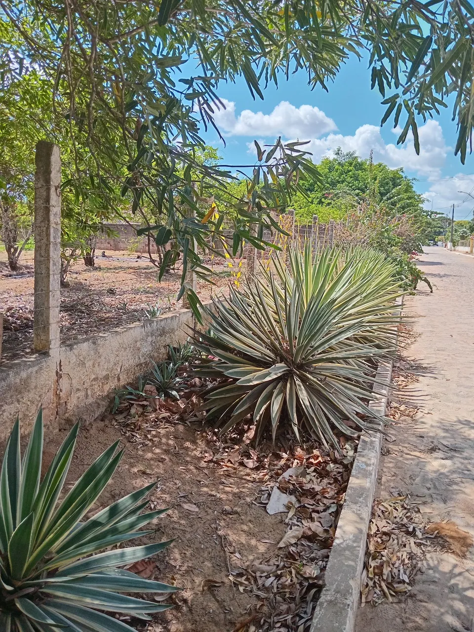Terreno canafistula de palmeira dos indio troca em carro ou moto