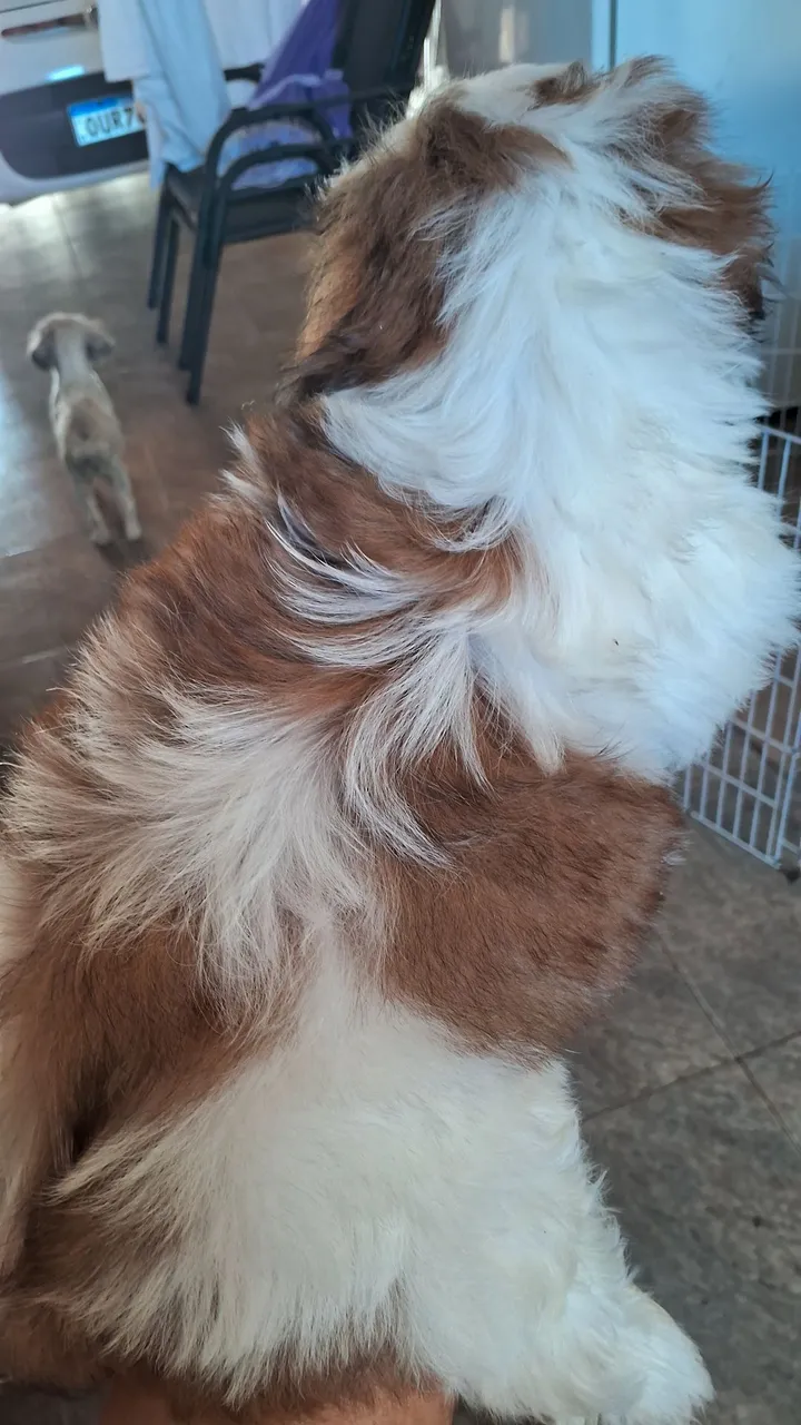 Filhote Shih Tzu - Uma fofura em busca de um lar!