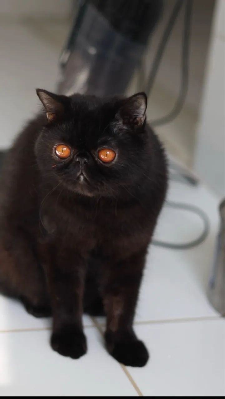 Gato Persa exótico  - Foto 2