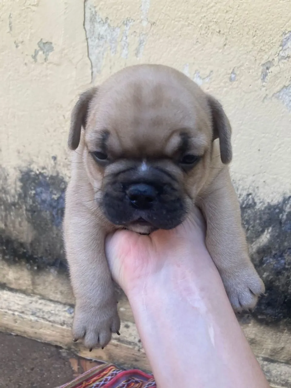 Bulldog Francês -