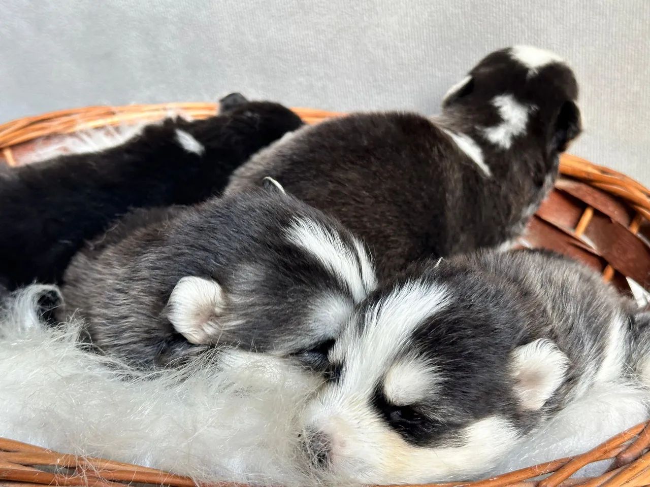 Filhote Husky puro  - Foto 3