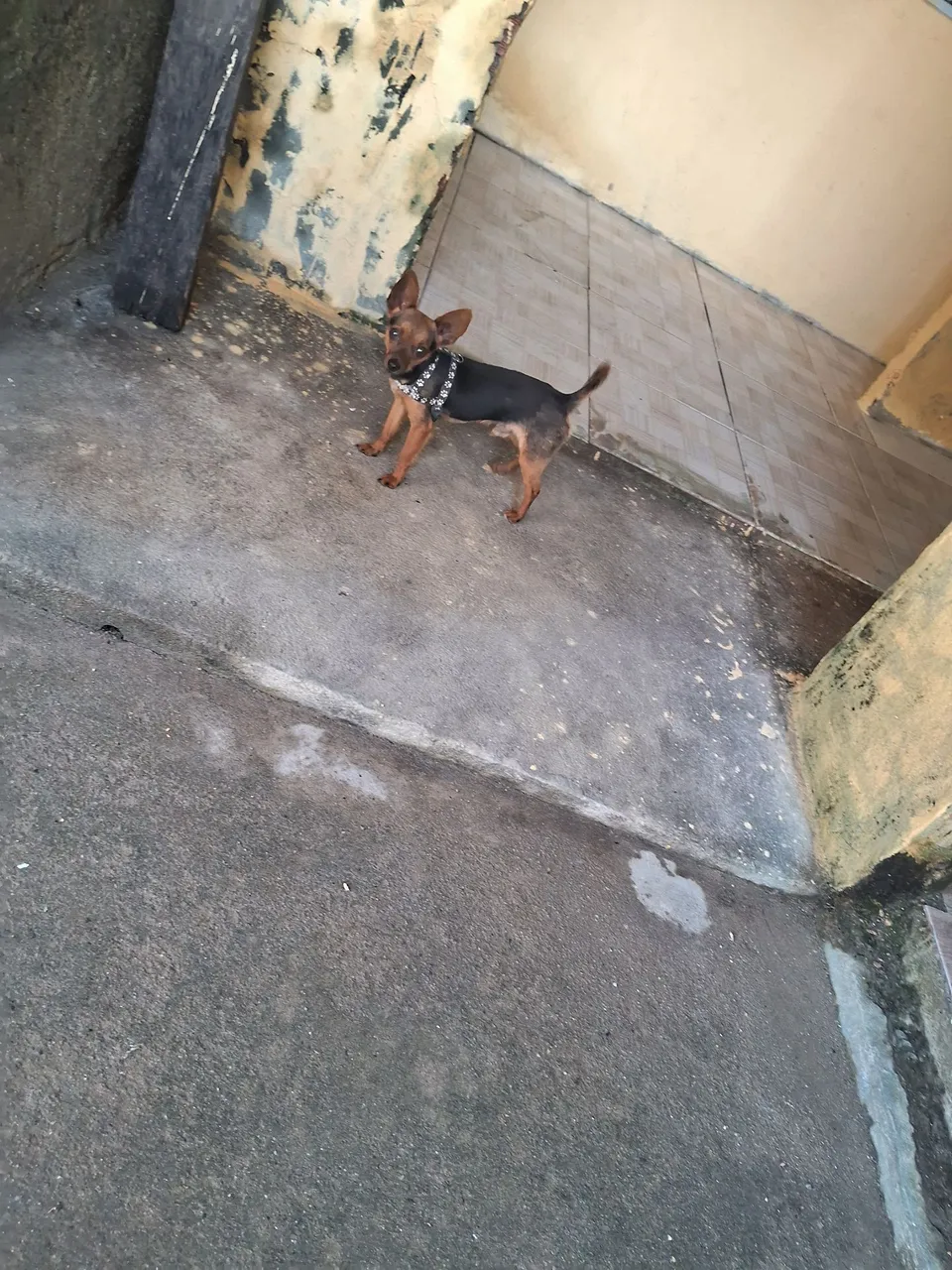 Filhote de Pinscher vender