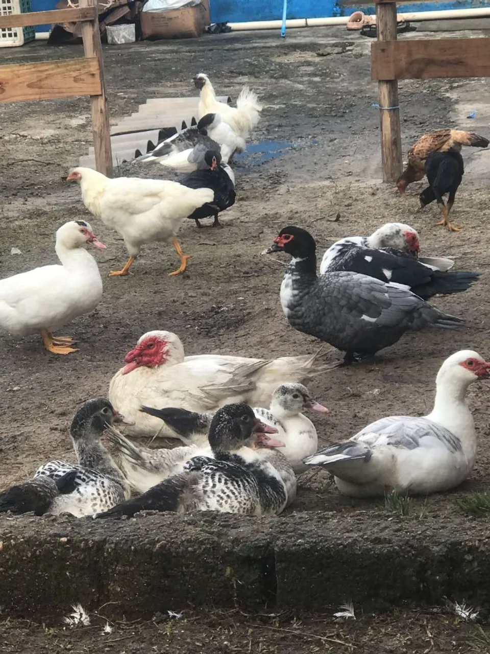 Patos, patas e patinhos