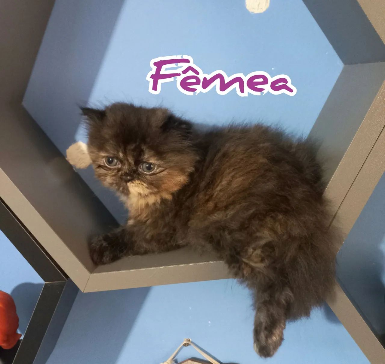 Filhotes de Gatos Persas64313863683203123