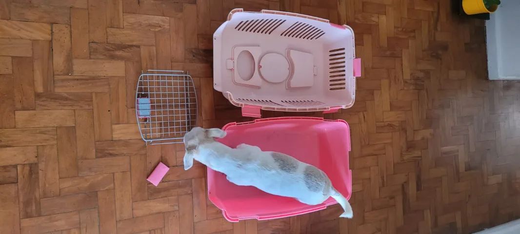 Caixa de transporte para cães e gatos - Foto 5