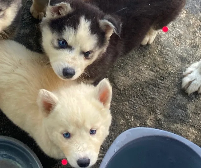 Filhotes fêmea de Husky Siberiano - Olhos Azuis