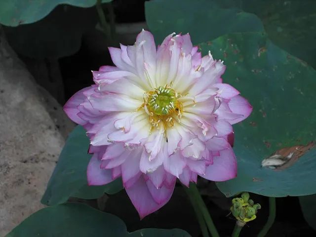 5 Sementes Flor De Lótus Nelumbo Nucifera Ninféia - Foto 5