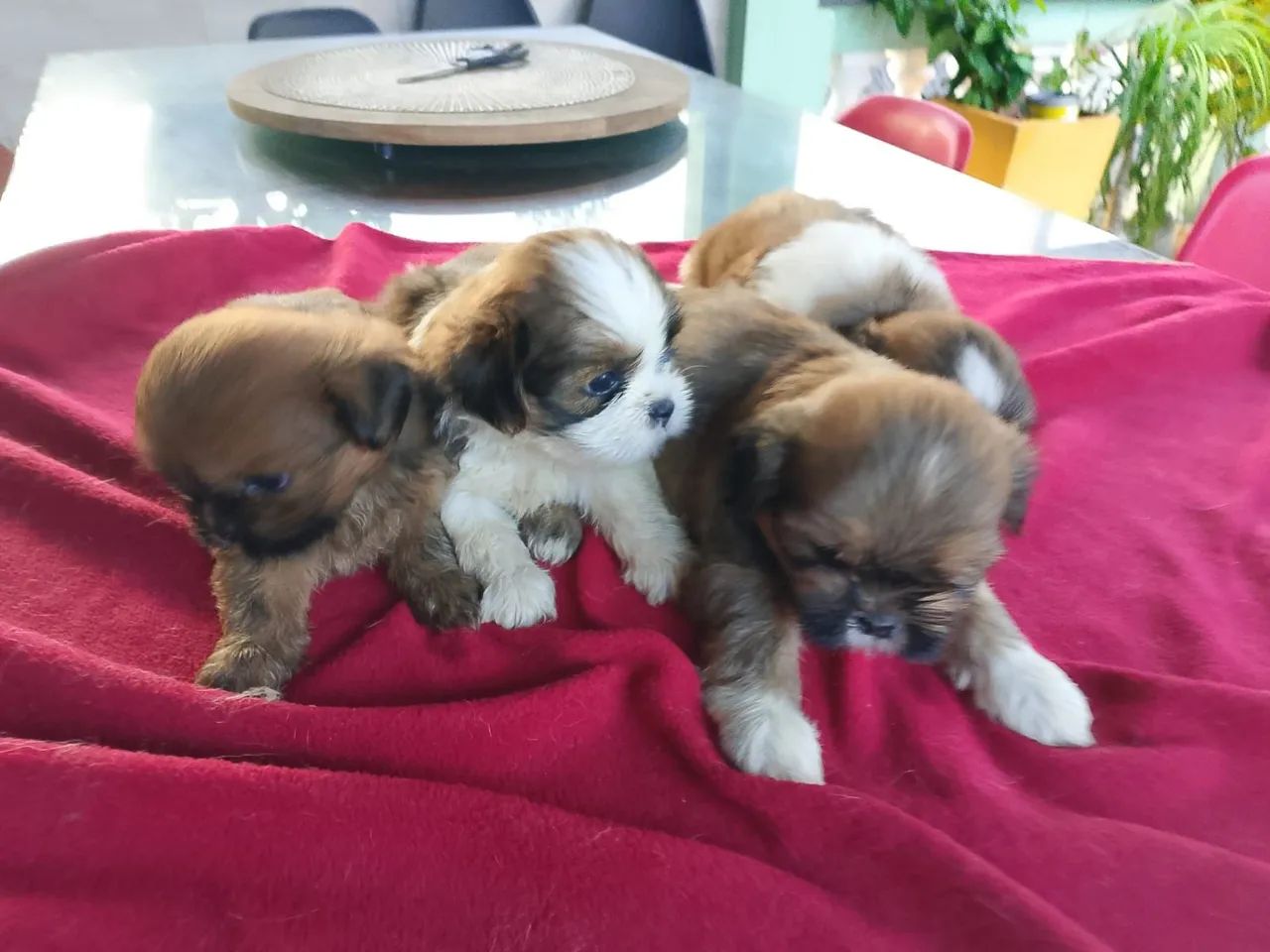 Shih tzus filhotes  promoção 700$$