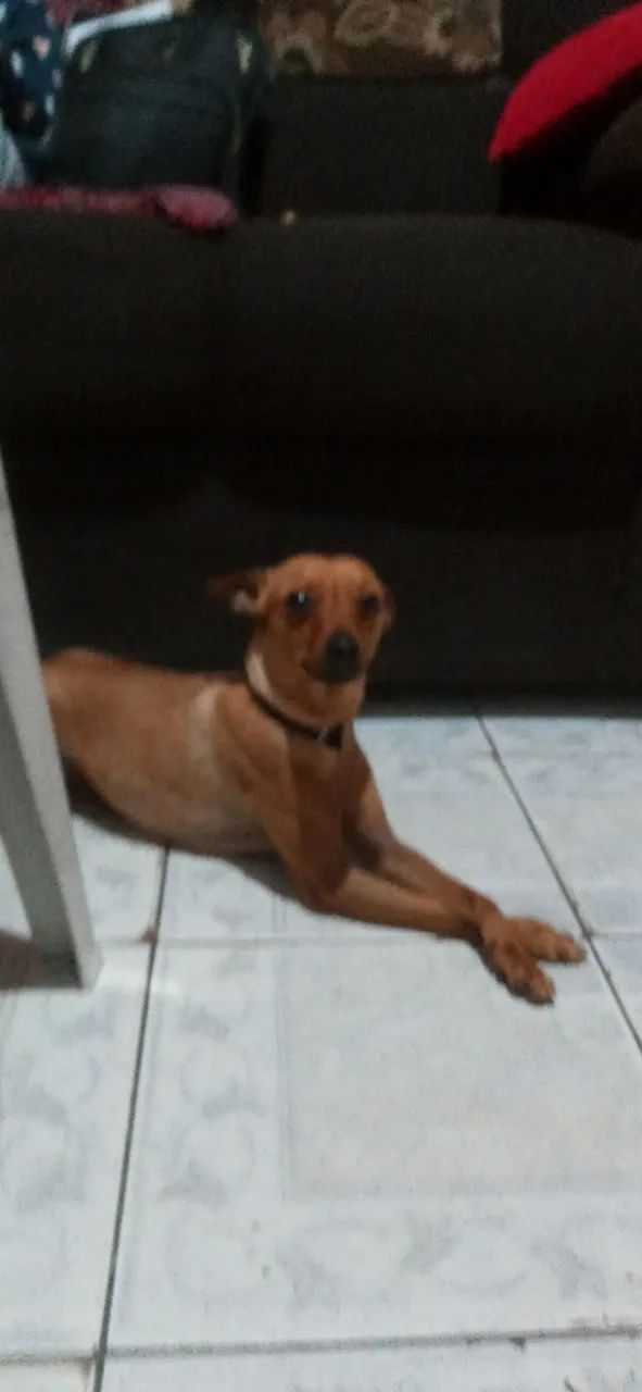 Pinscher para doação - Foto 3