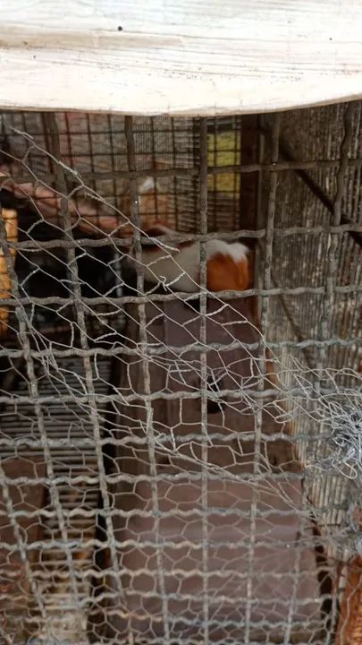 Porquinho da india  - Foto 3