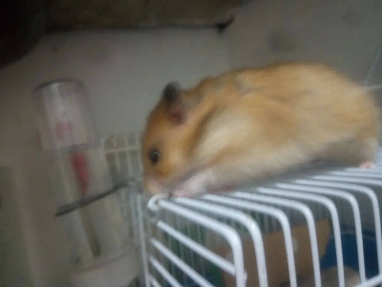 Hamster sírio  - Foto 5