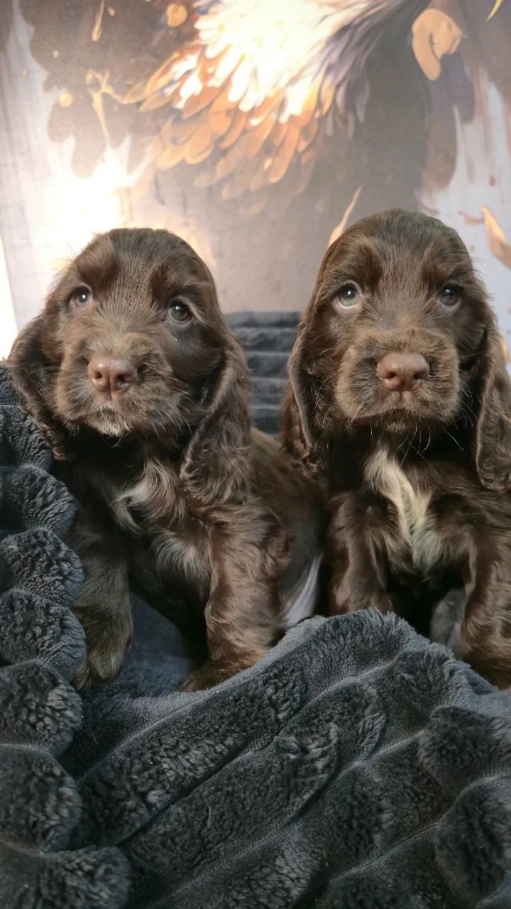 Seu próximo Cocker Spaniel pode estar aqui