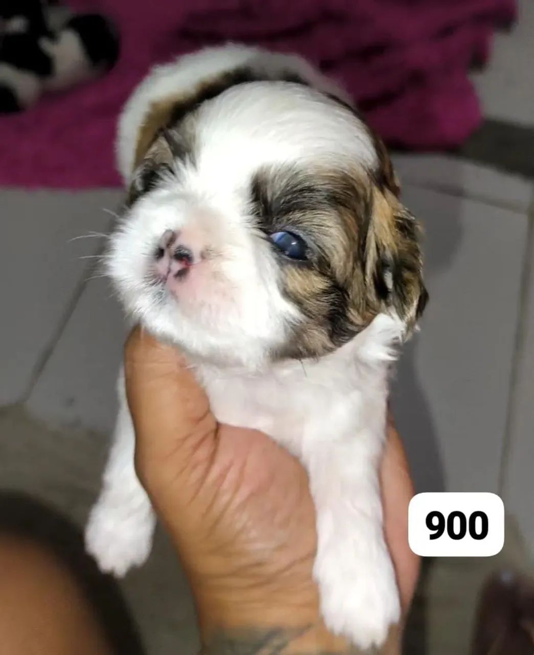 Shih tzu macho 