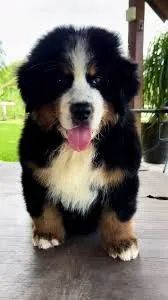 bernese Presença marcante