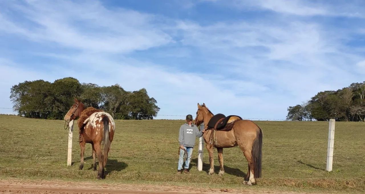Cavalo Crioulo Documentado  - Foto 4