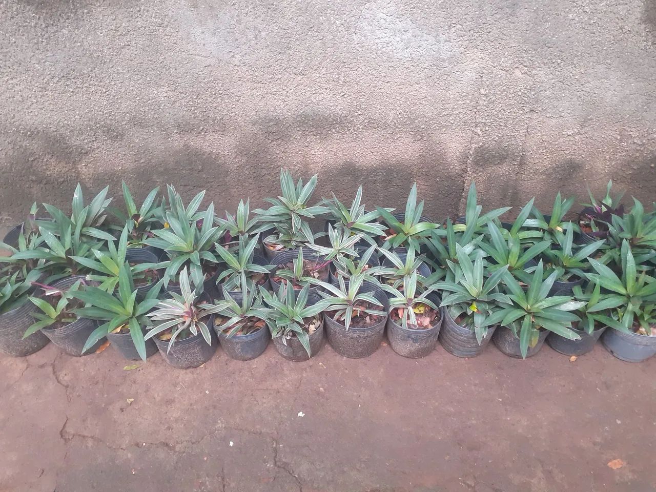 Planta e jardim  - Foto 2