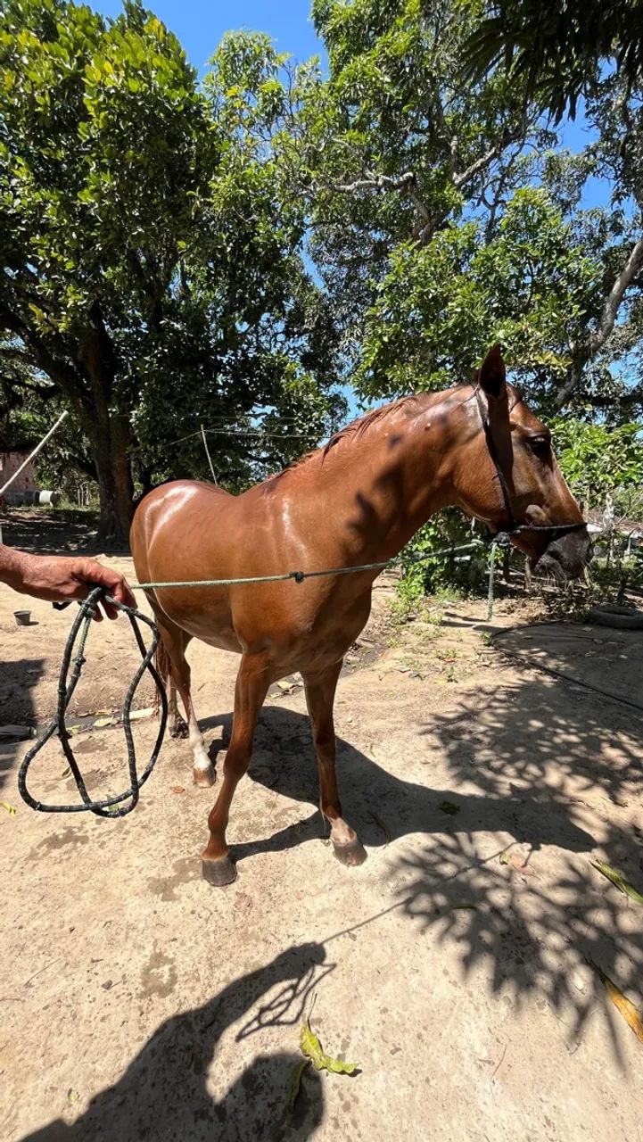 Cavalo - Foto 2