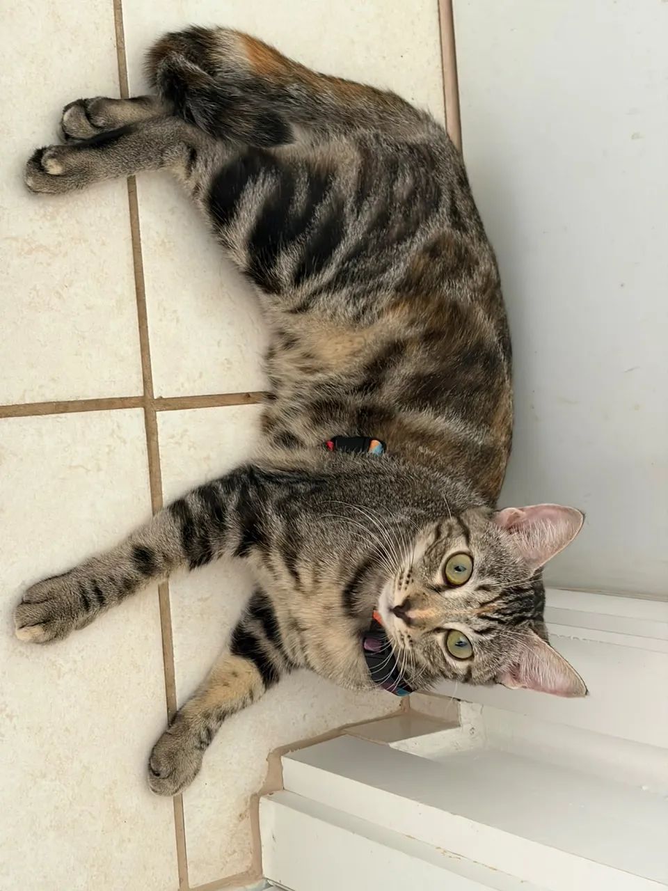 Gata adoção  - Foto 2