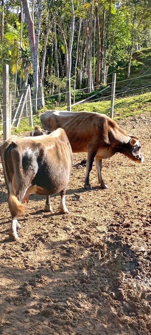 Vendo vacas de leite 