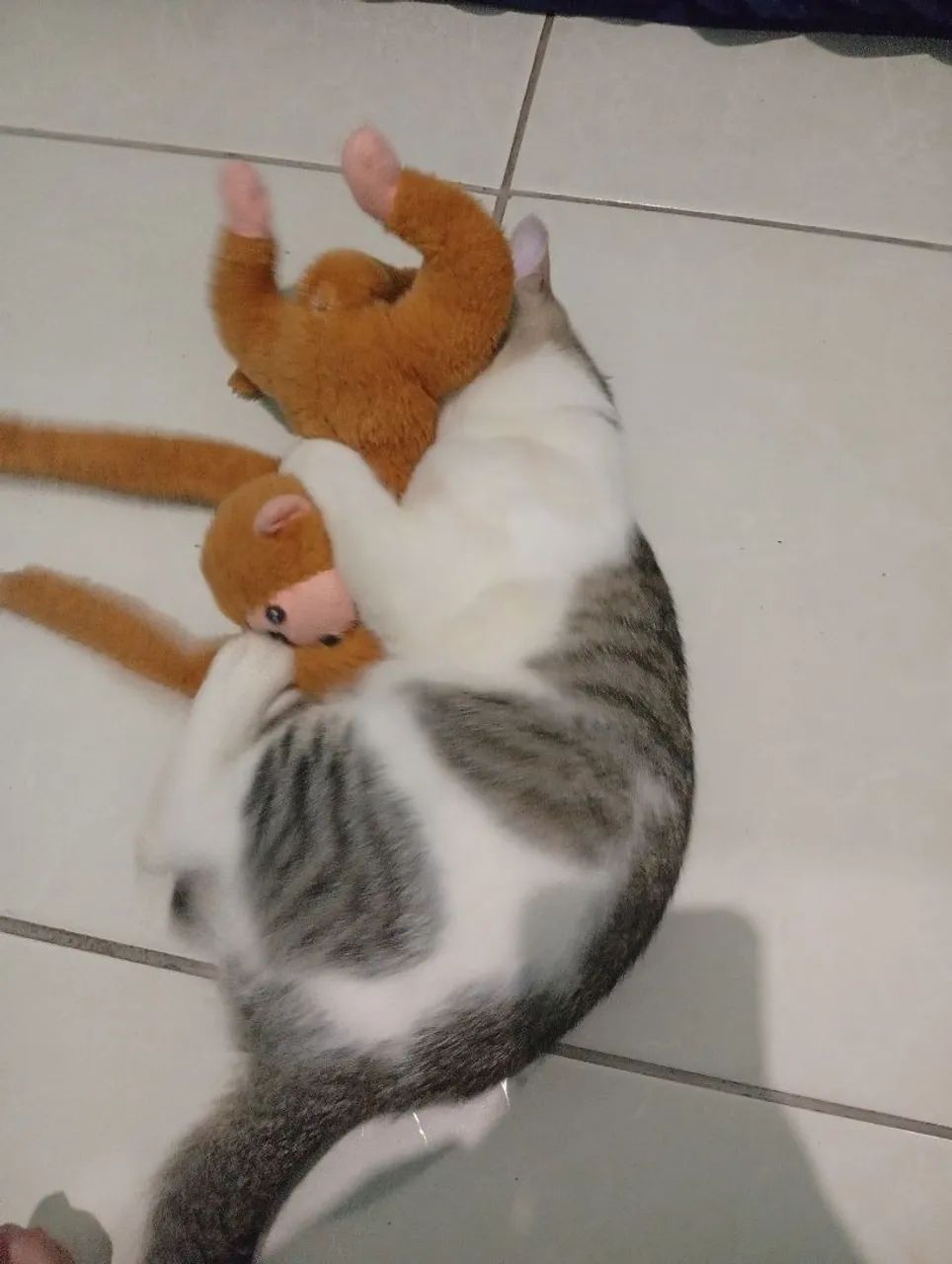 Doação de gato - Foto 2