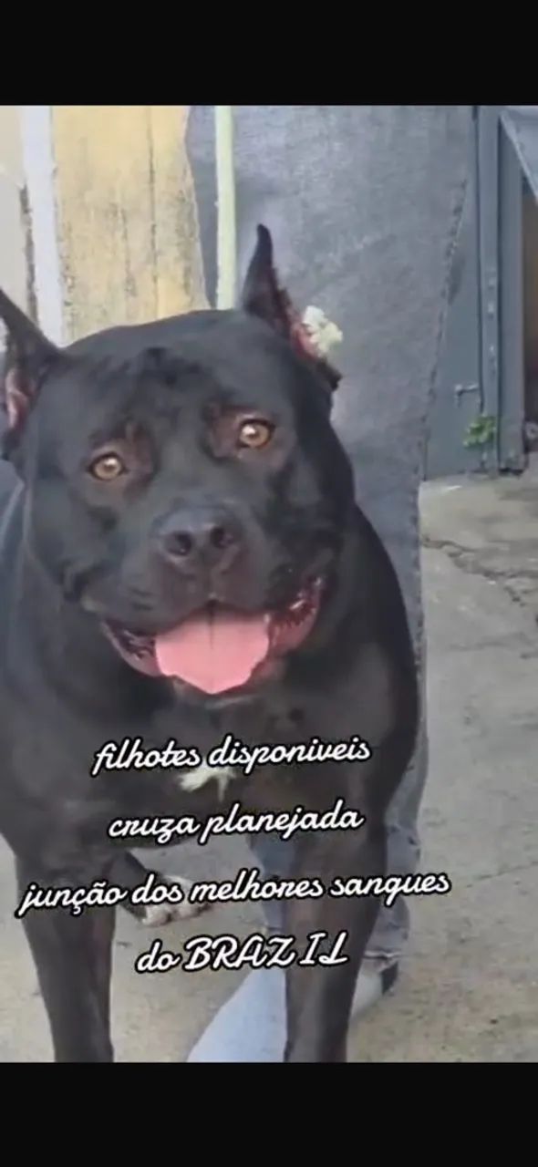 Pit monster  - Foto 2