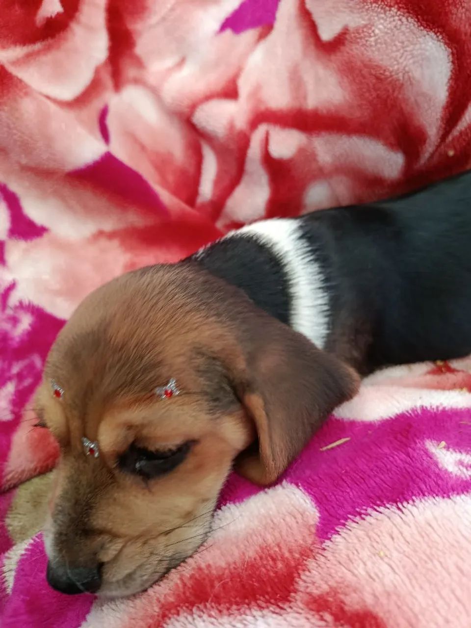 Última menina de beagle - Foto 3
