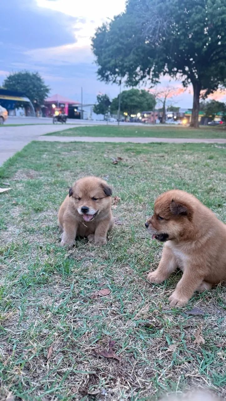 FILHOTE CHOW CHOW - Foto 3