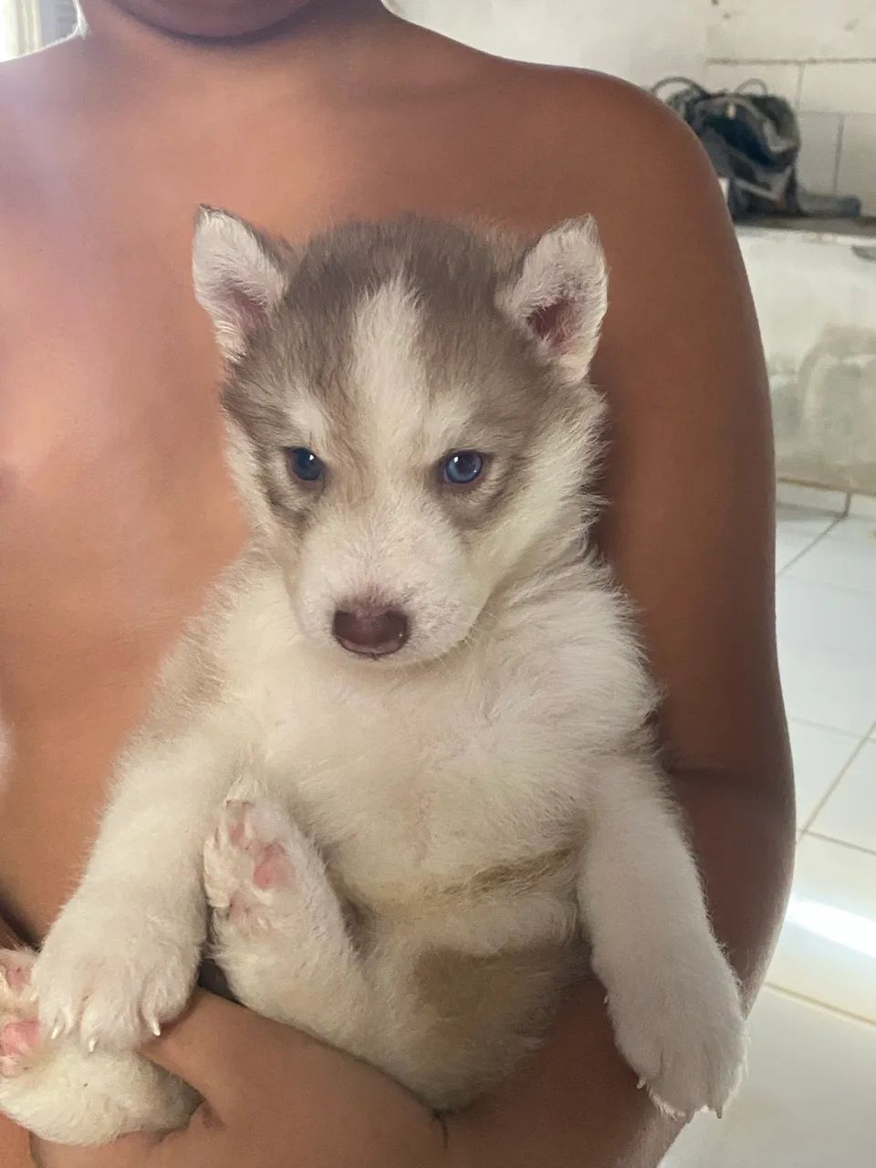 husky siberiano - Foto 2