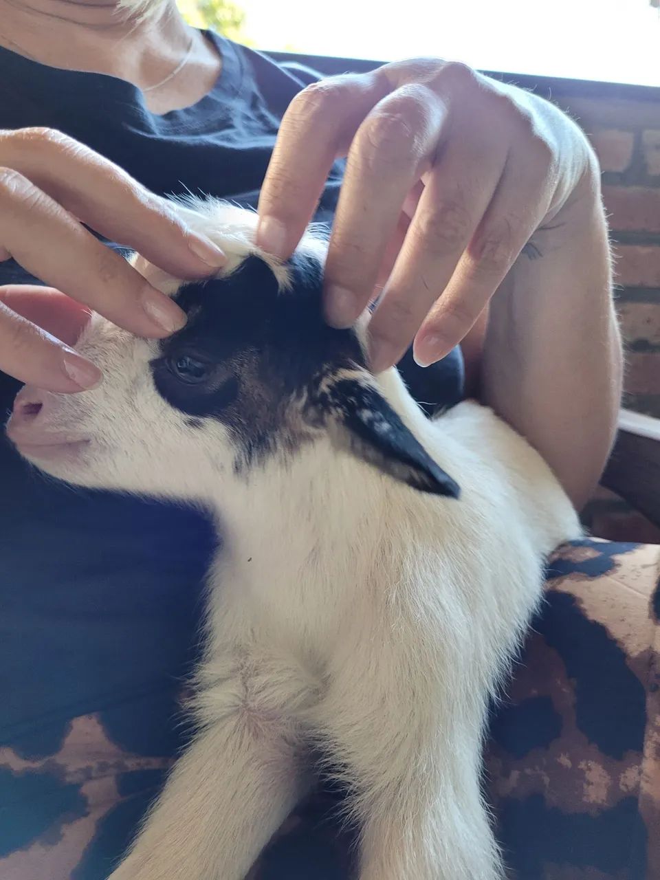 Mini cabras  - Foto 3