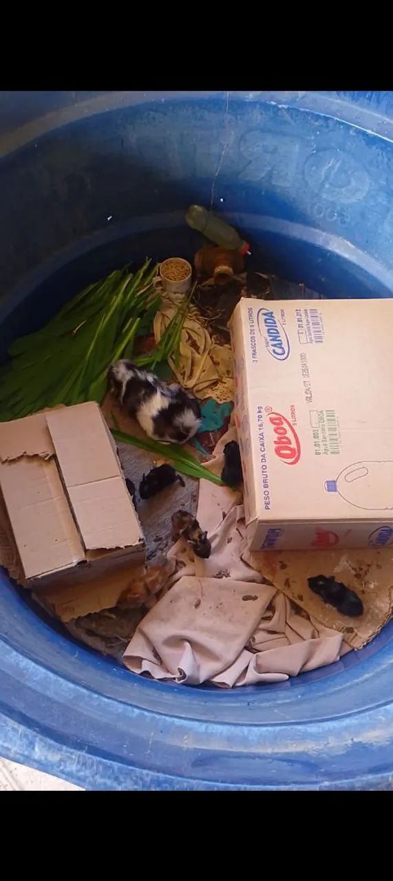 Vende se lindos filhotes de porquinho da índia  - Foto 6