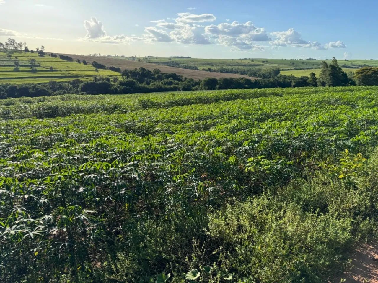 SITIO DE 5,24 ALQUEIRES- TUNEIRAS D* OESTE-PR - Foto 3