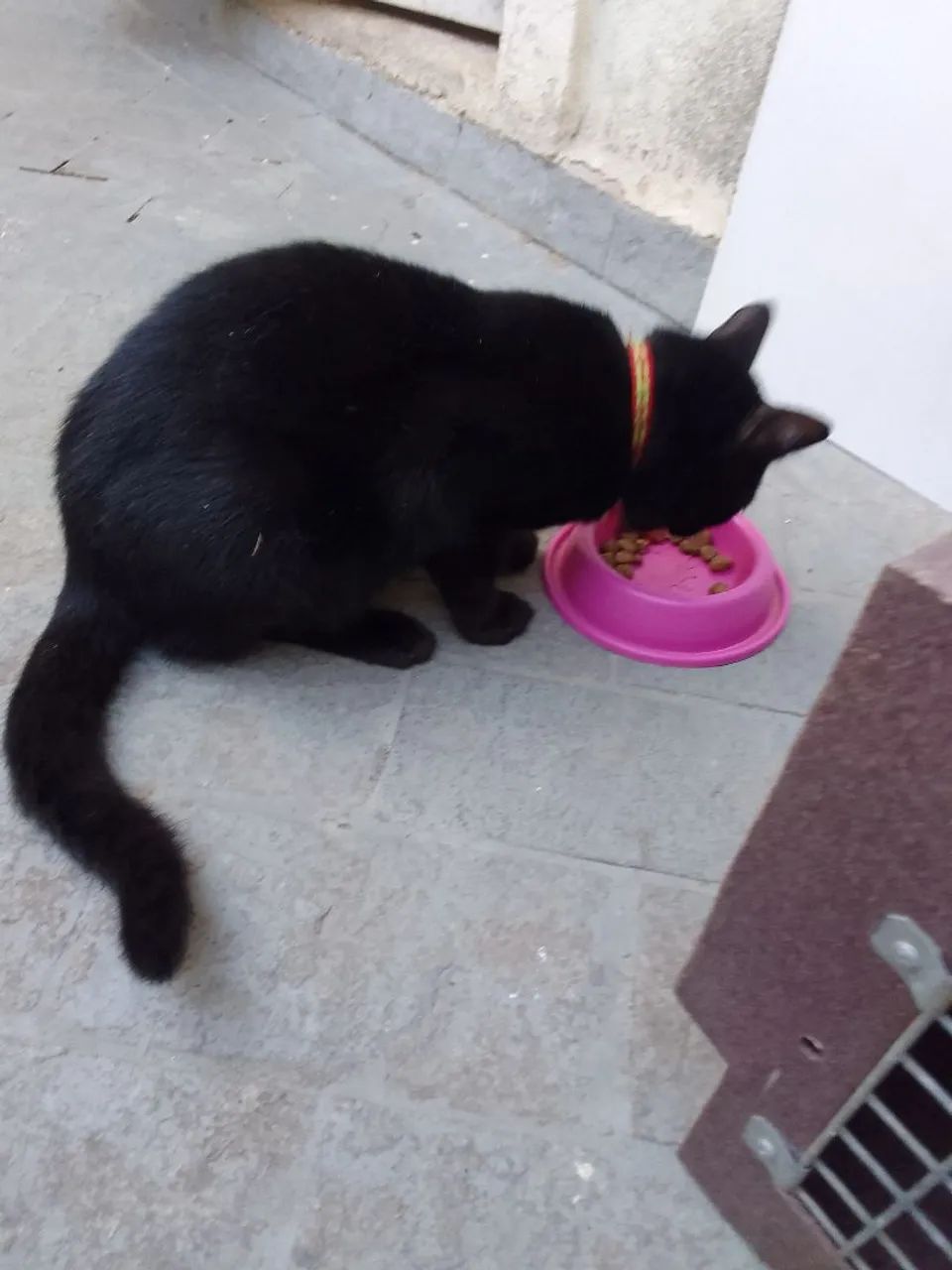 Doação gato macho chama no zap - Foto 3