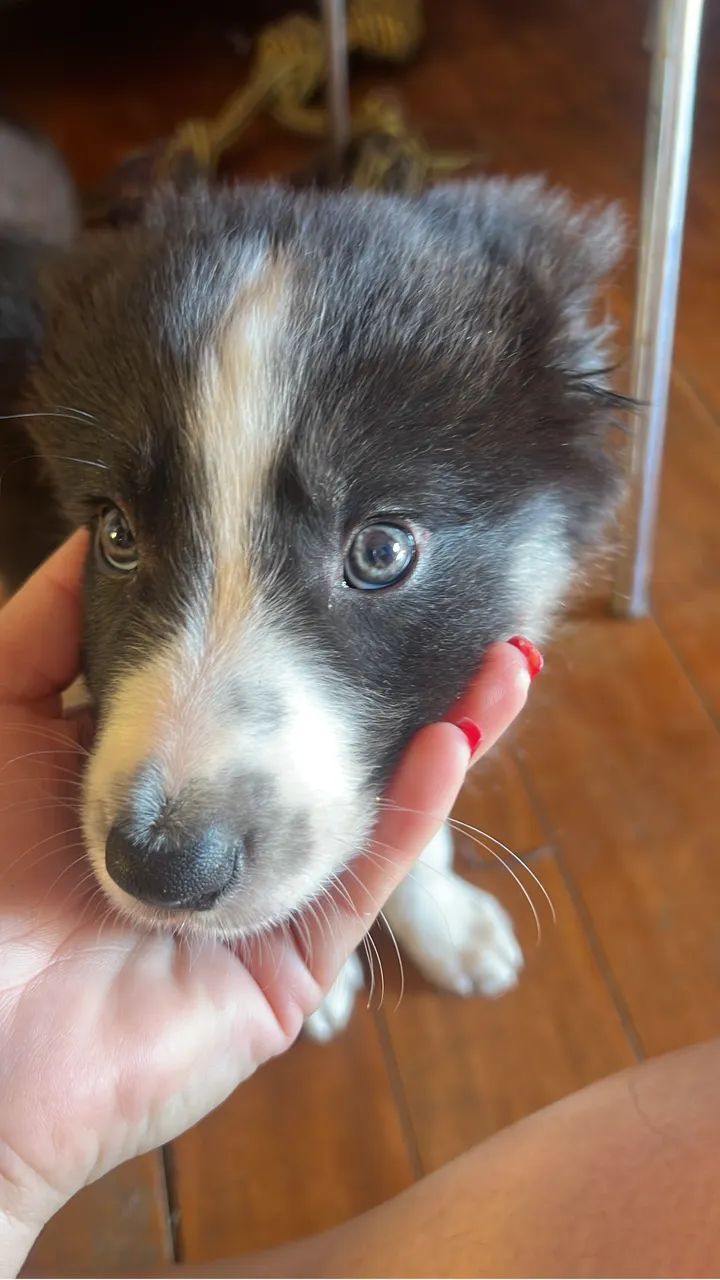Filhotes Boder Collie - Foto 2