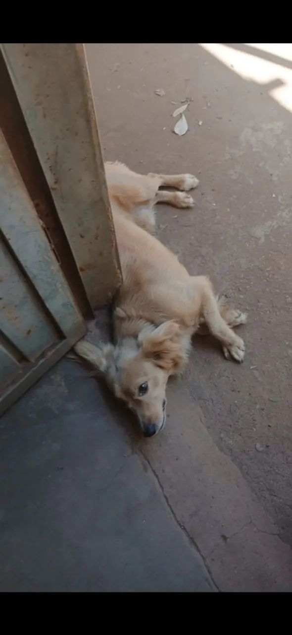 Doa-se cachorros - Foto 3