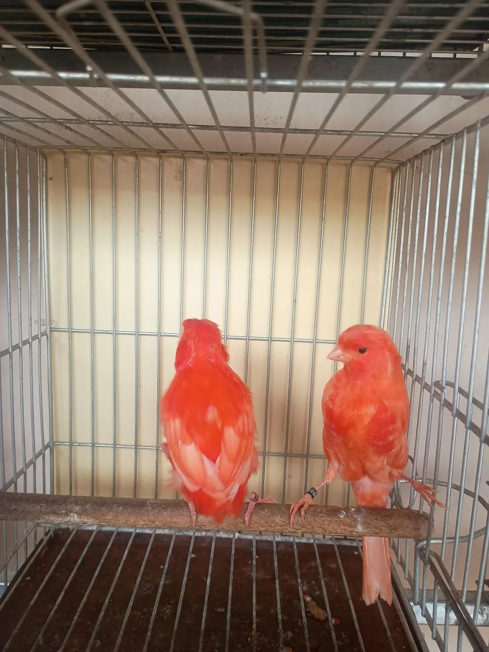 Vareas cor disponível vermelho intenso nenado mosaico  - Foto 4