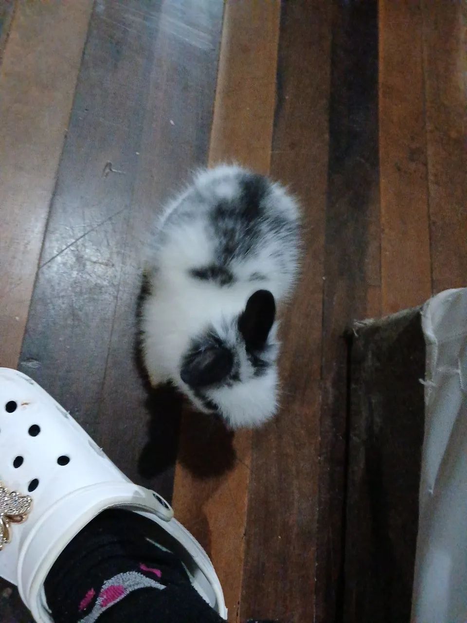Animais  - Foto 5